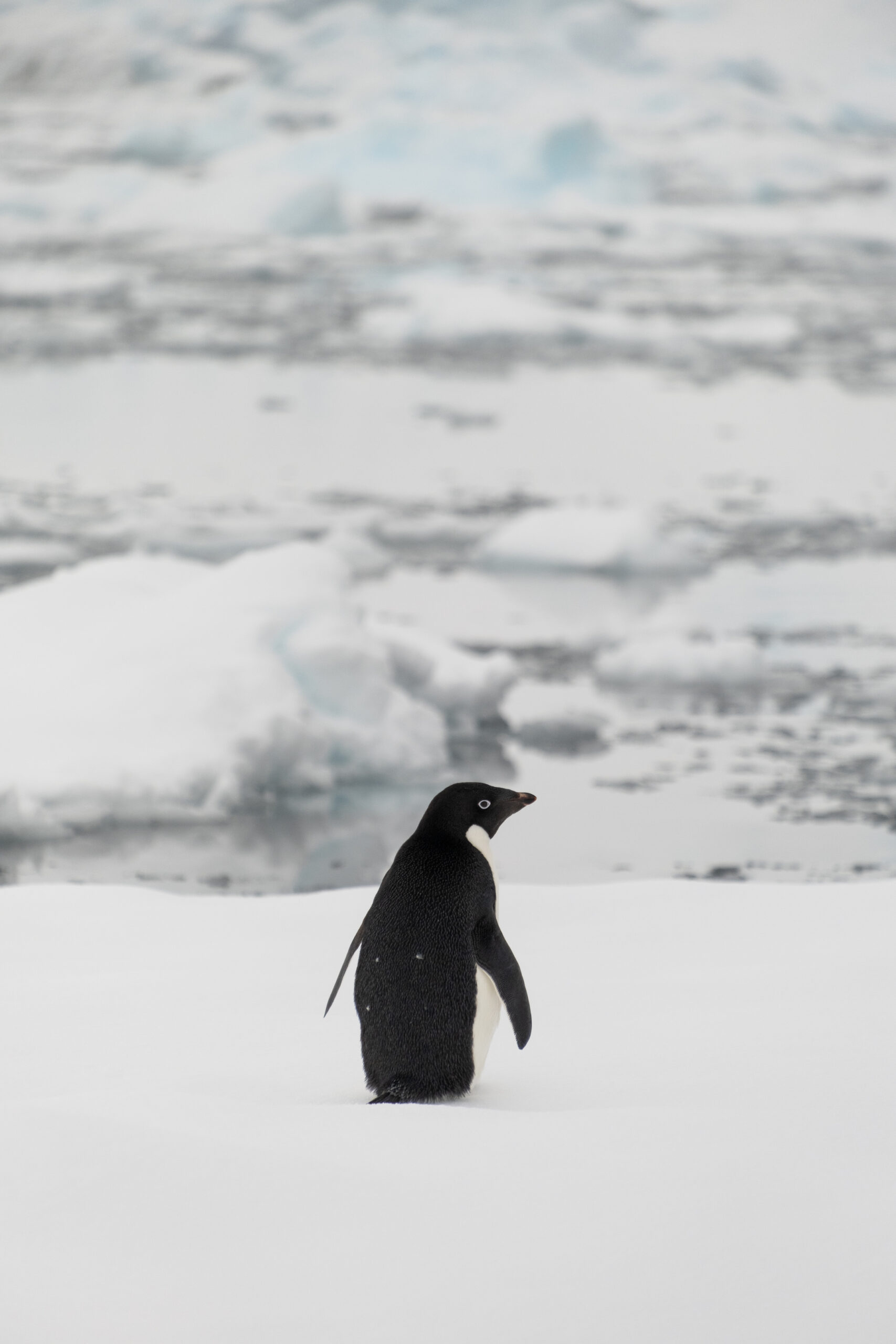 Adelie Penguin in Antarctica 