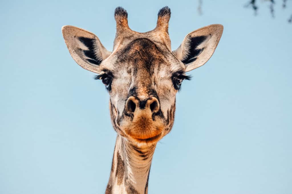 African Safari Cameras