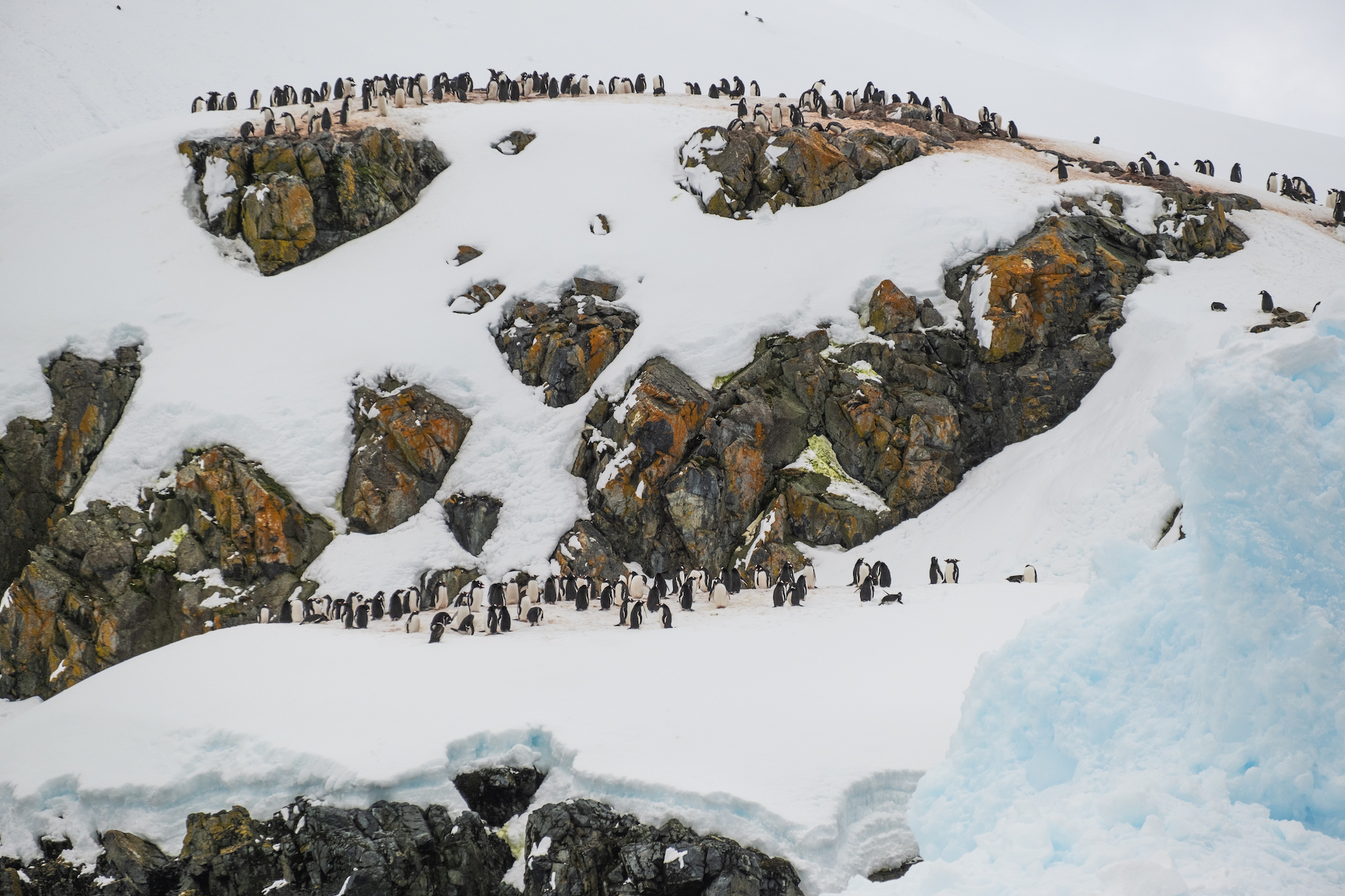 Penguin in Antarctica