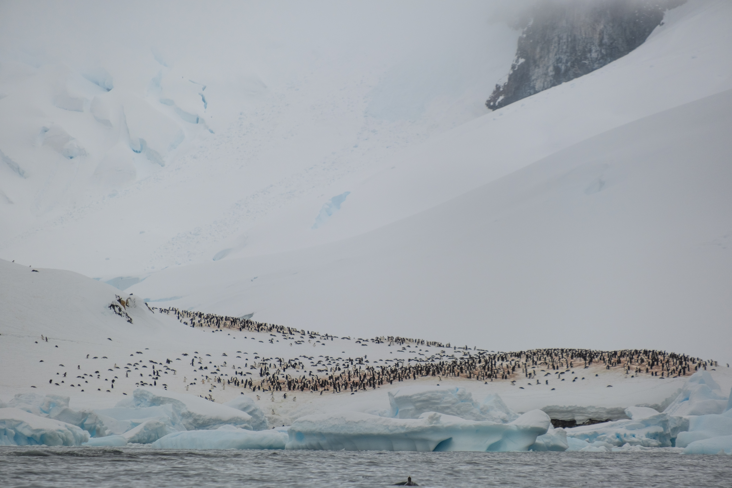 Penguin Colony