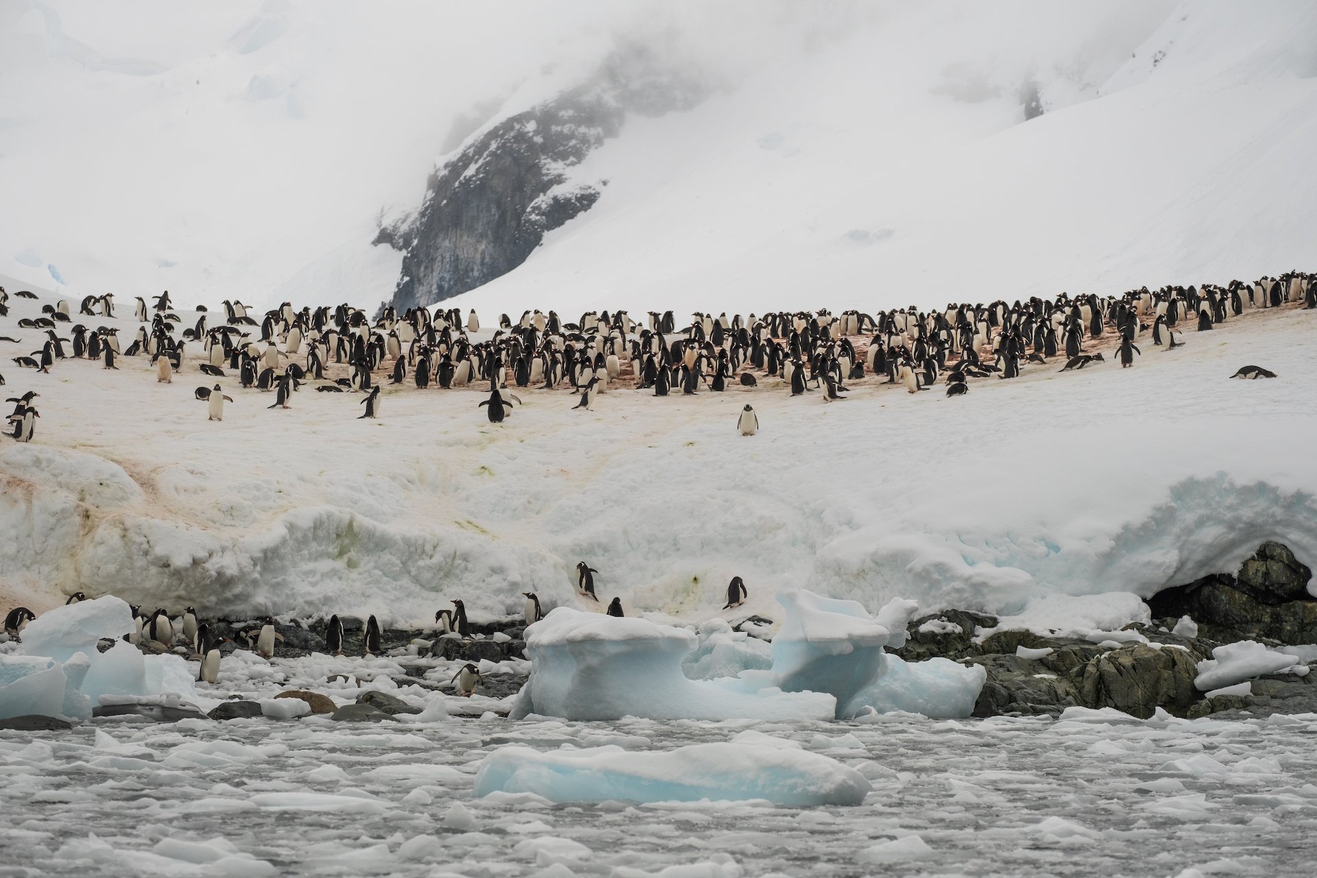 Penguins in Antarctica