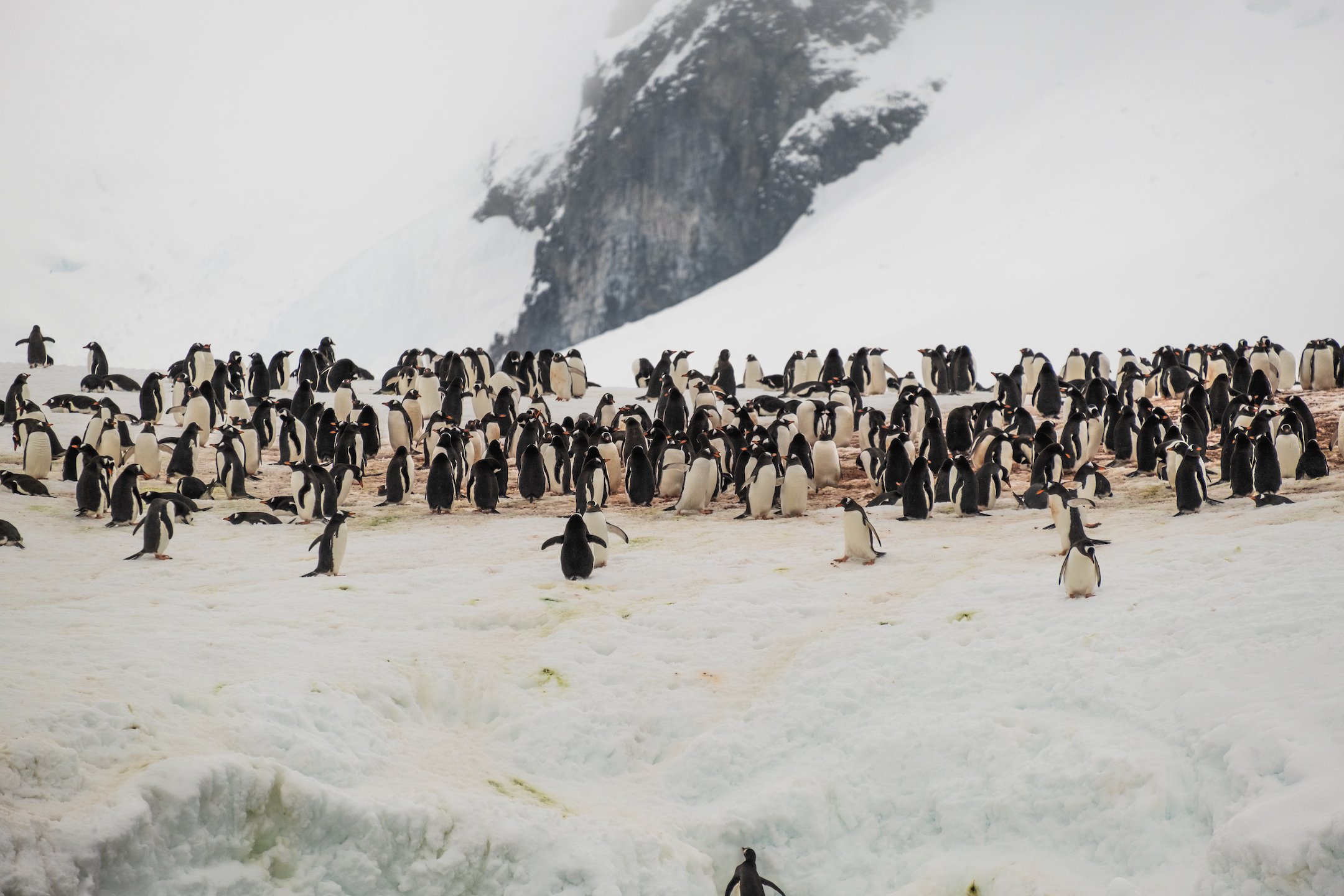 Penguin Colony in Antarctica