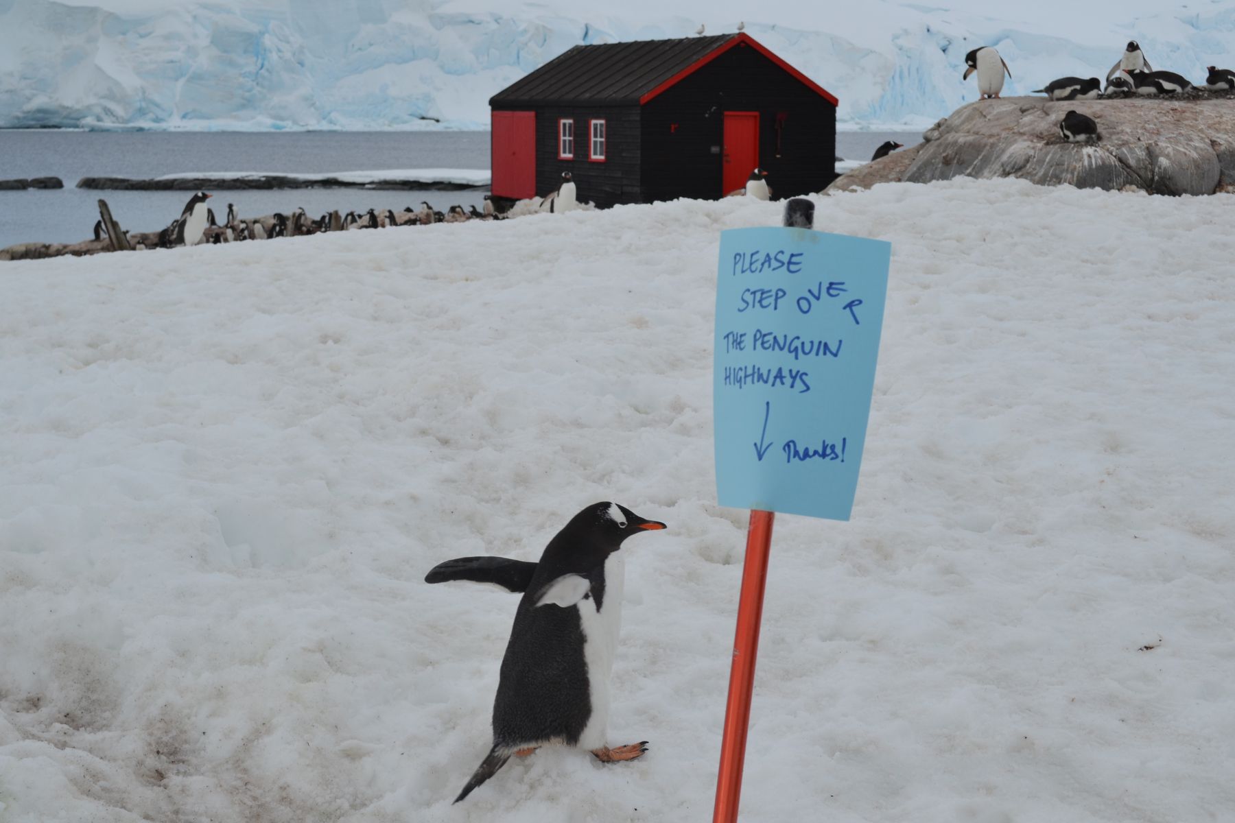 antarctica travel tips