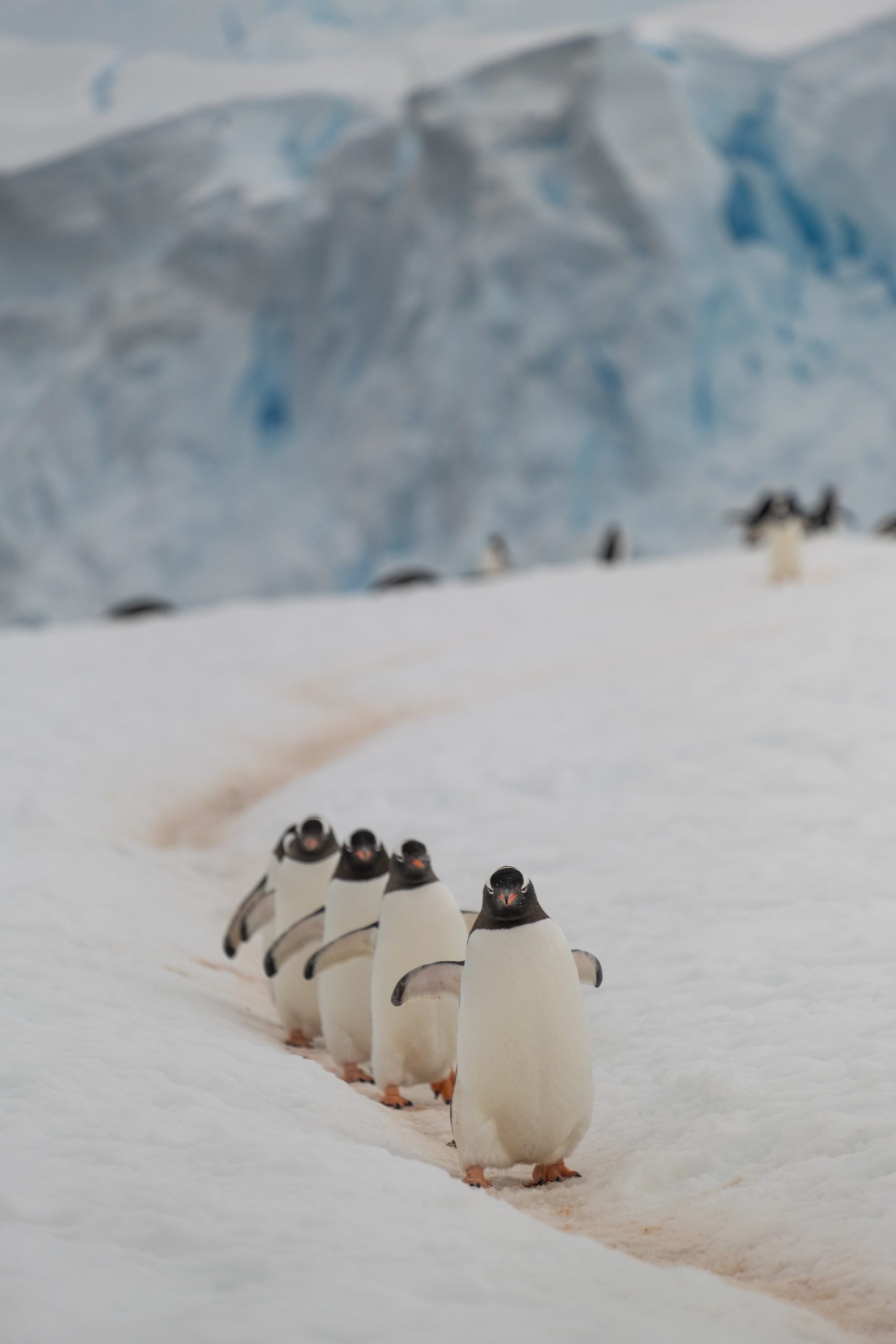 Penguin Highway