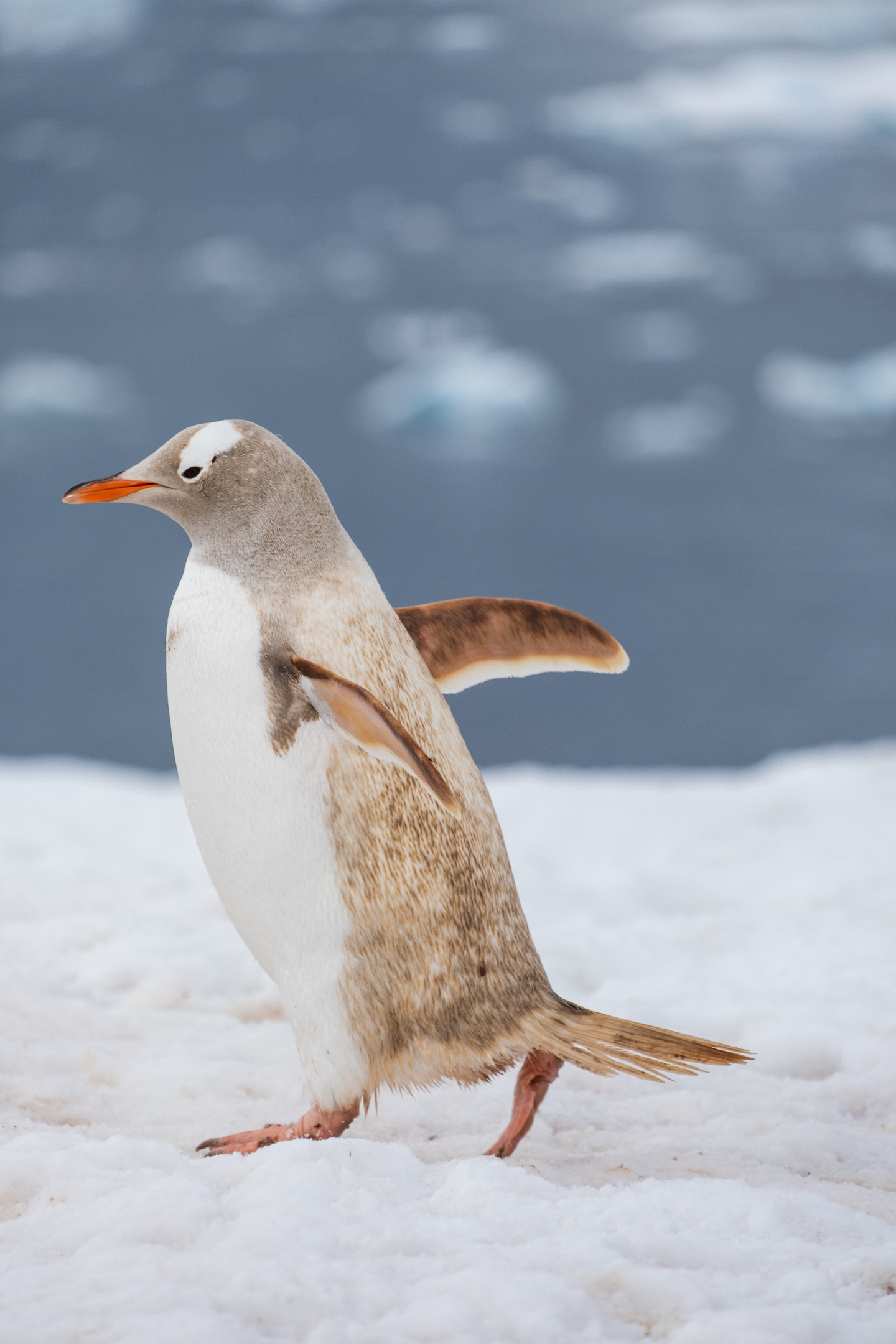 A Little Albino Penguin