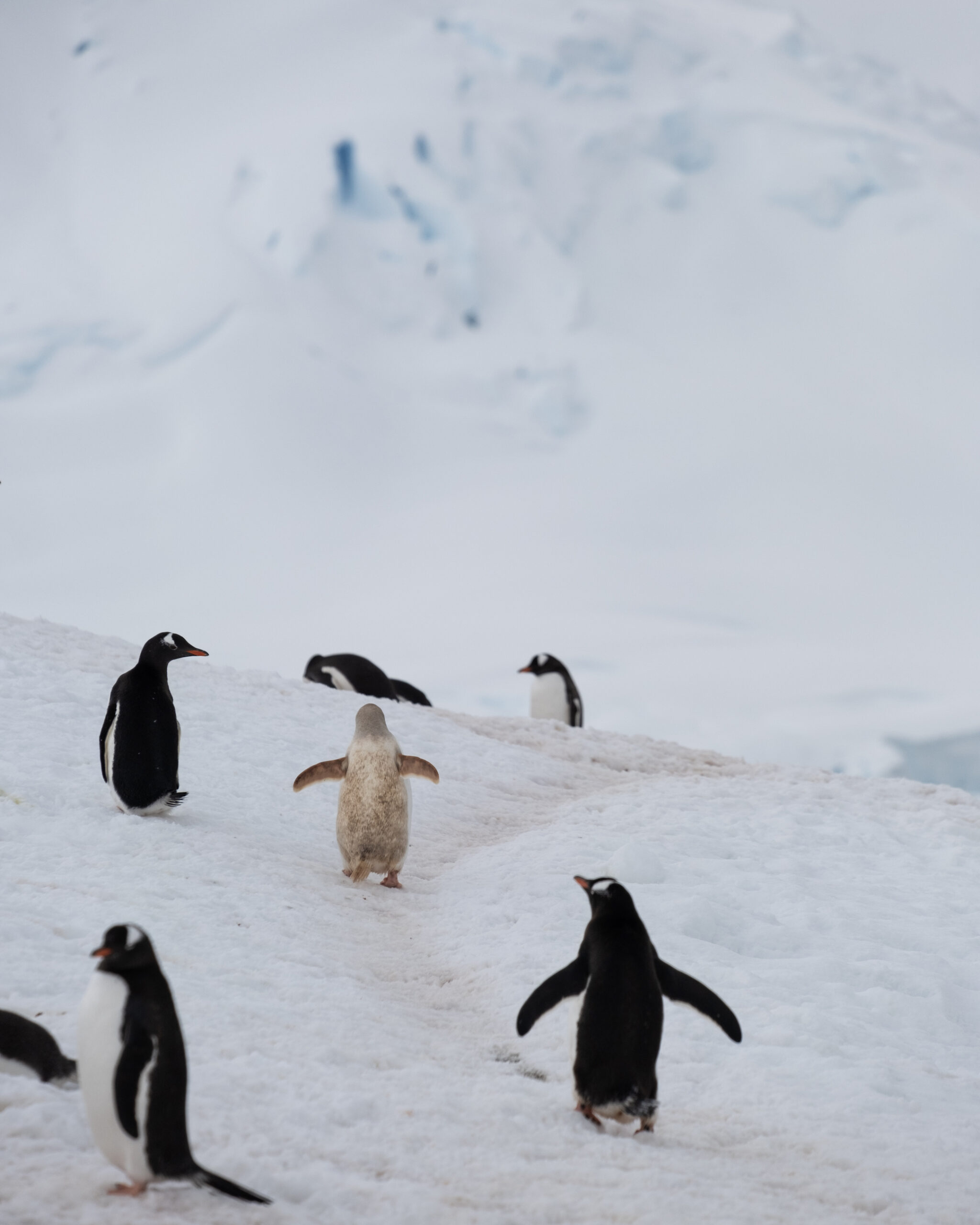 A Little Albino Penguin