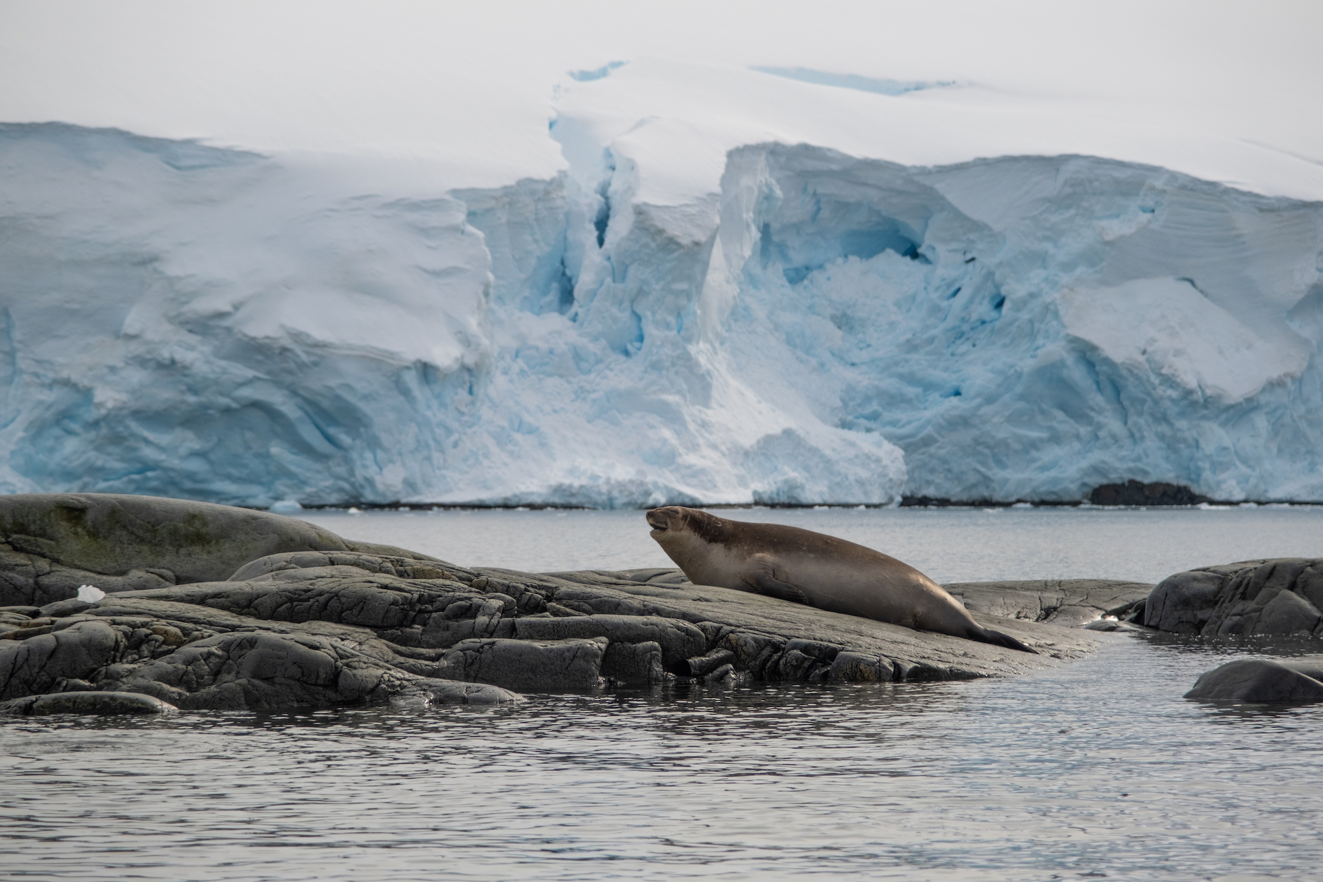 Weddell Seal in Antarctica
