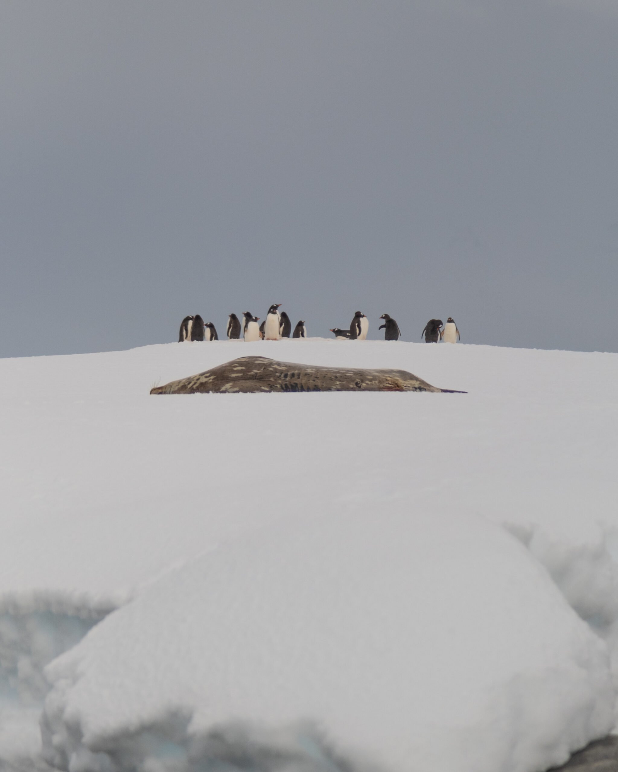 Leopard seal with penguins in the distance