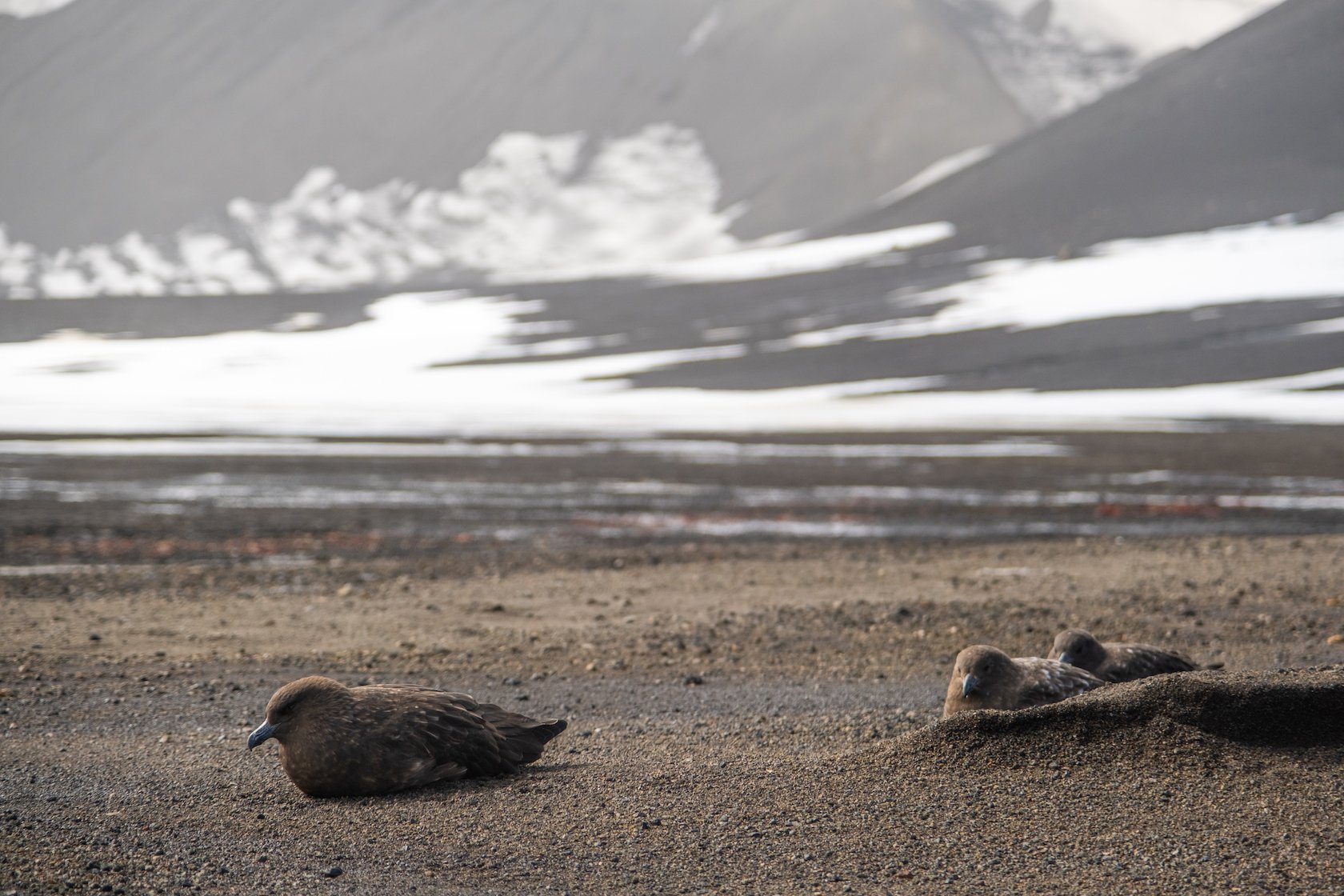 Animals in Antarctica 