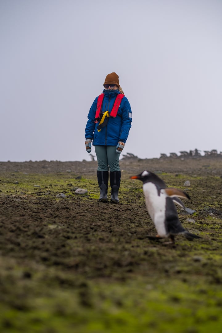 Penguin observing in the South Shetlands
