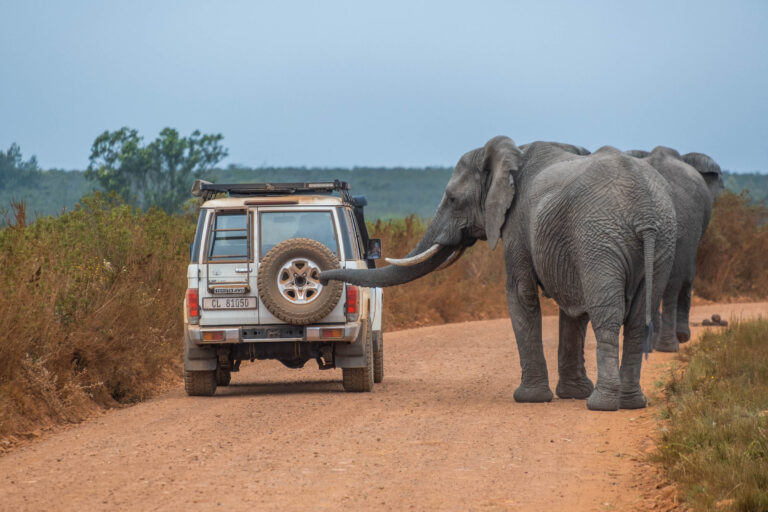 car rental south africa