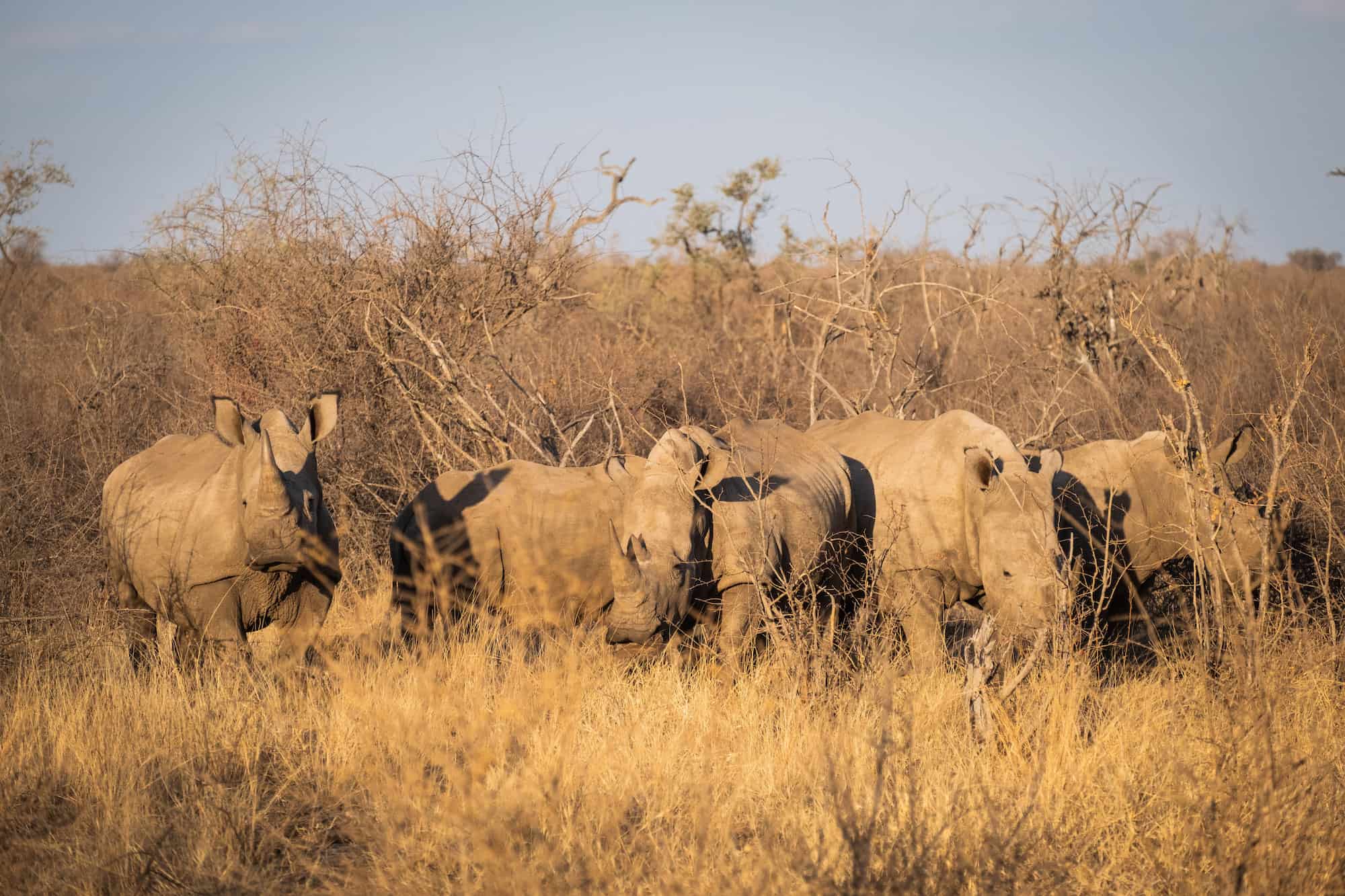 Rhinos on Madikwe Reserve