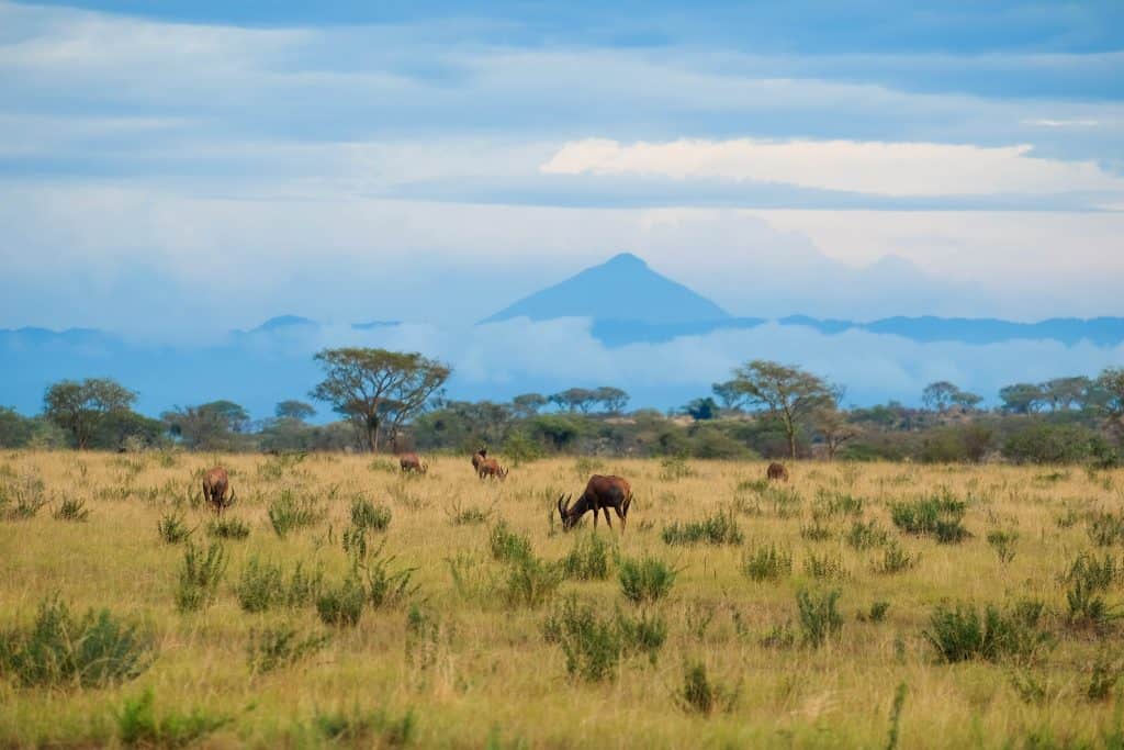Queen Elizabeth National Park