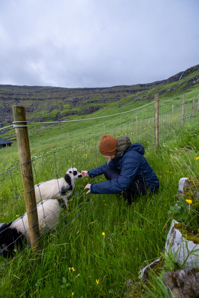  Faroese Sheep