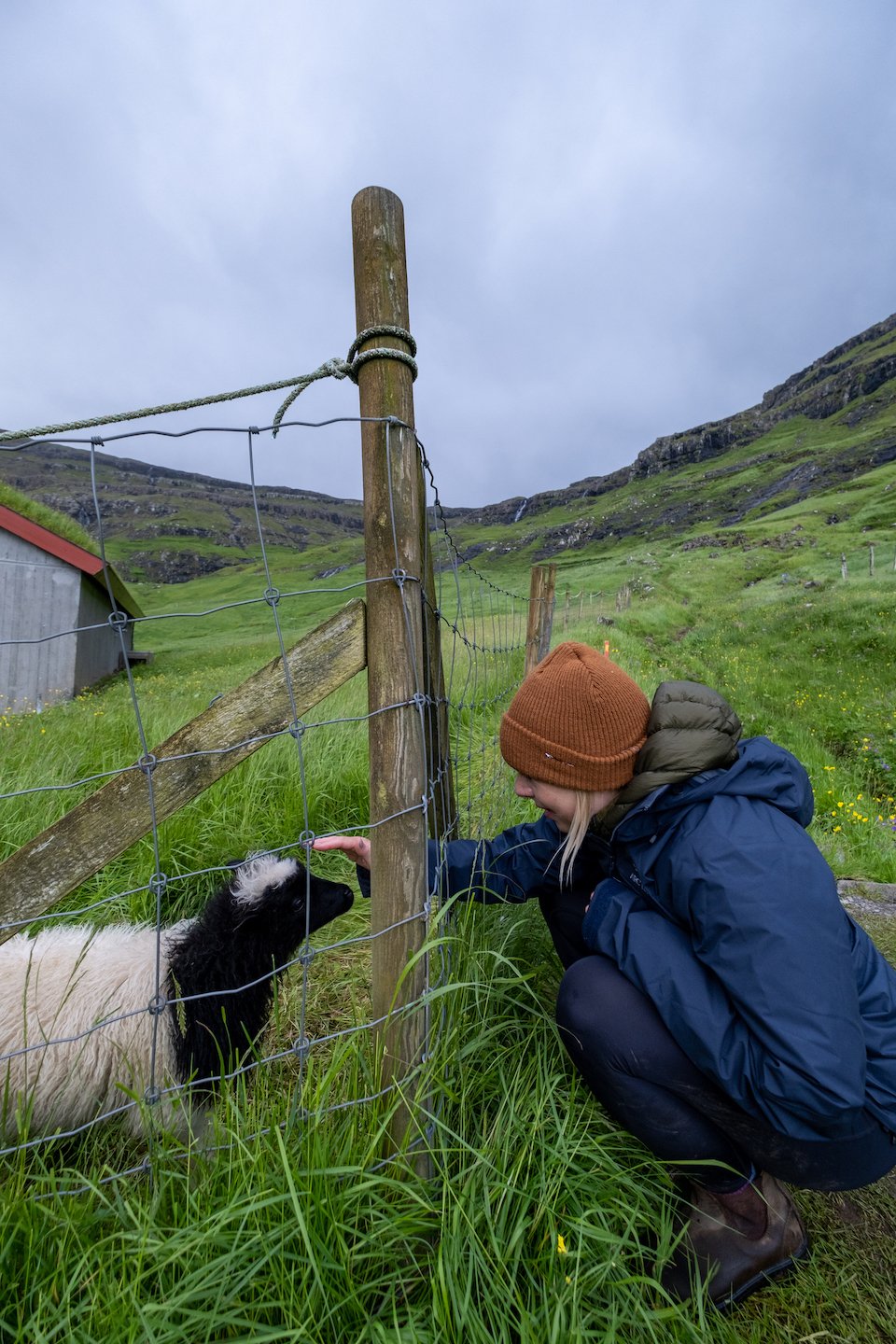 petting a Faroese Sheep