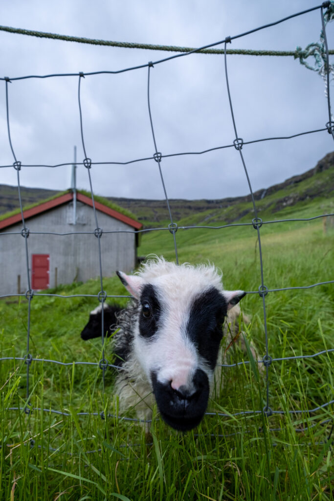  Faroese Sheep