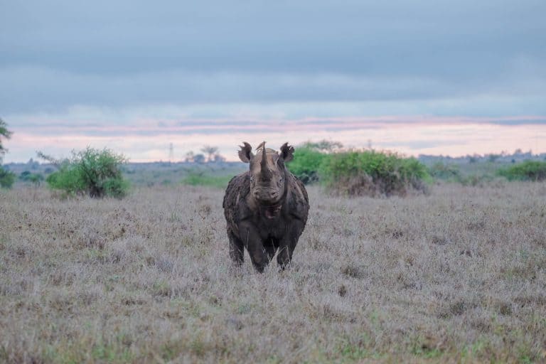 Nairobi National Park Rhino