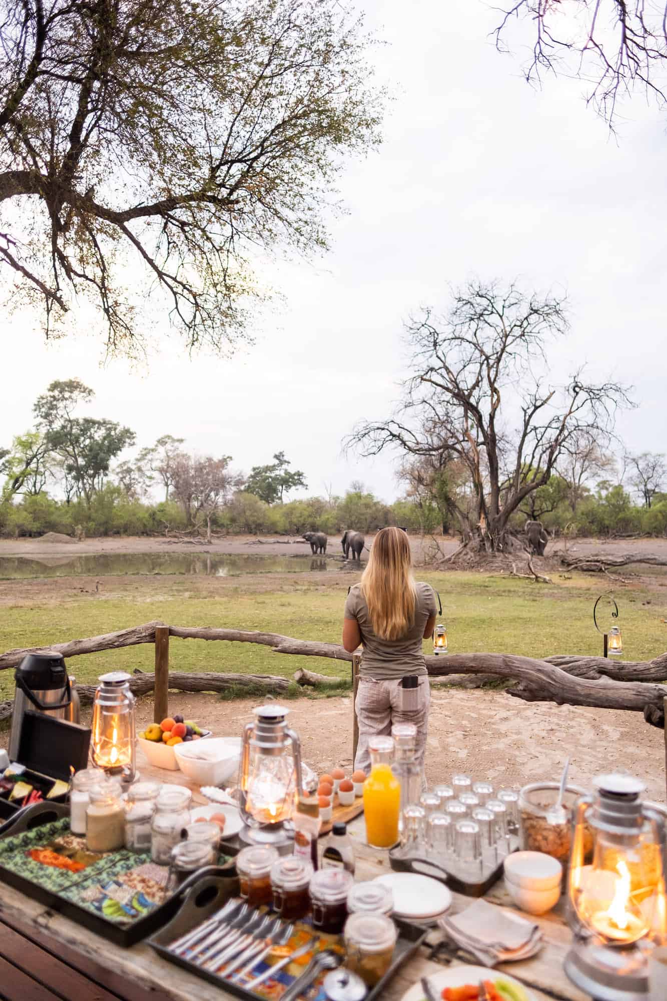 African wildlife safari
