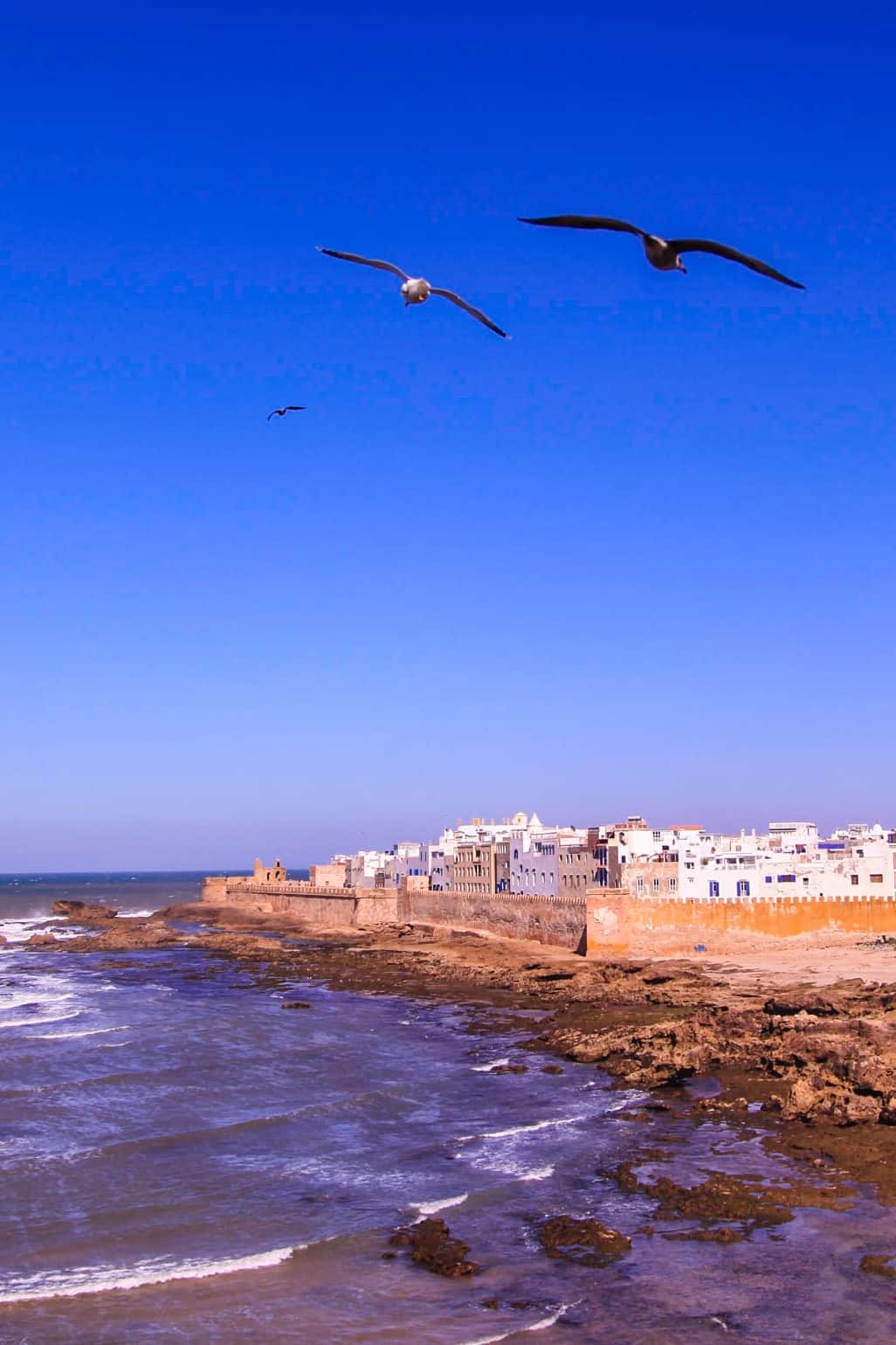 Seagulls flying over Essaouira