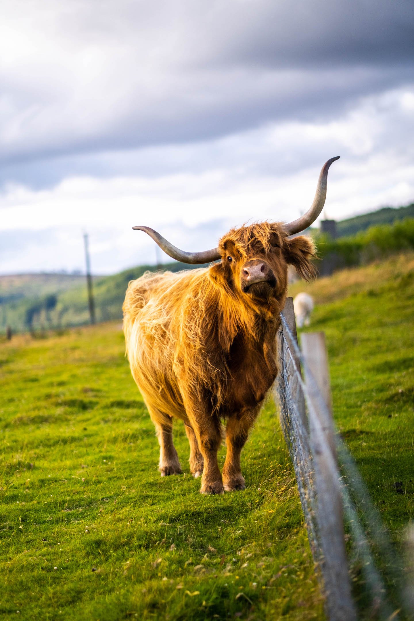 highland cow