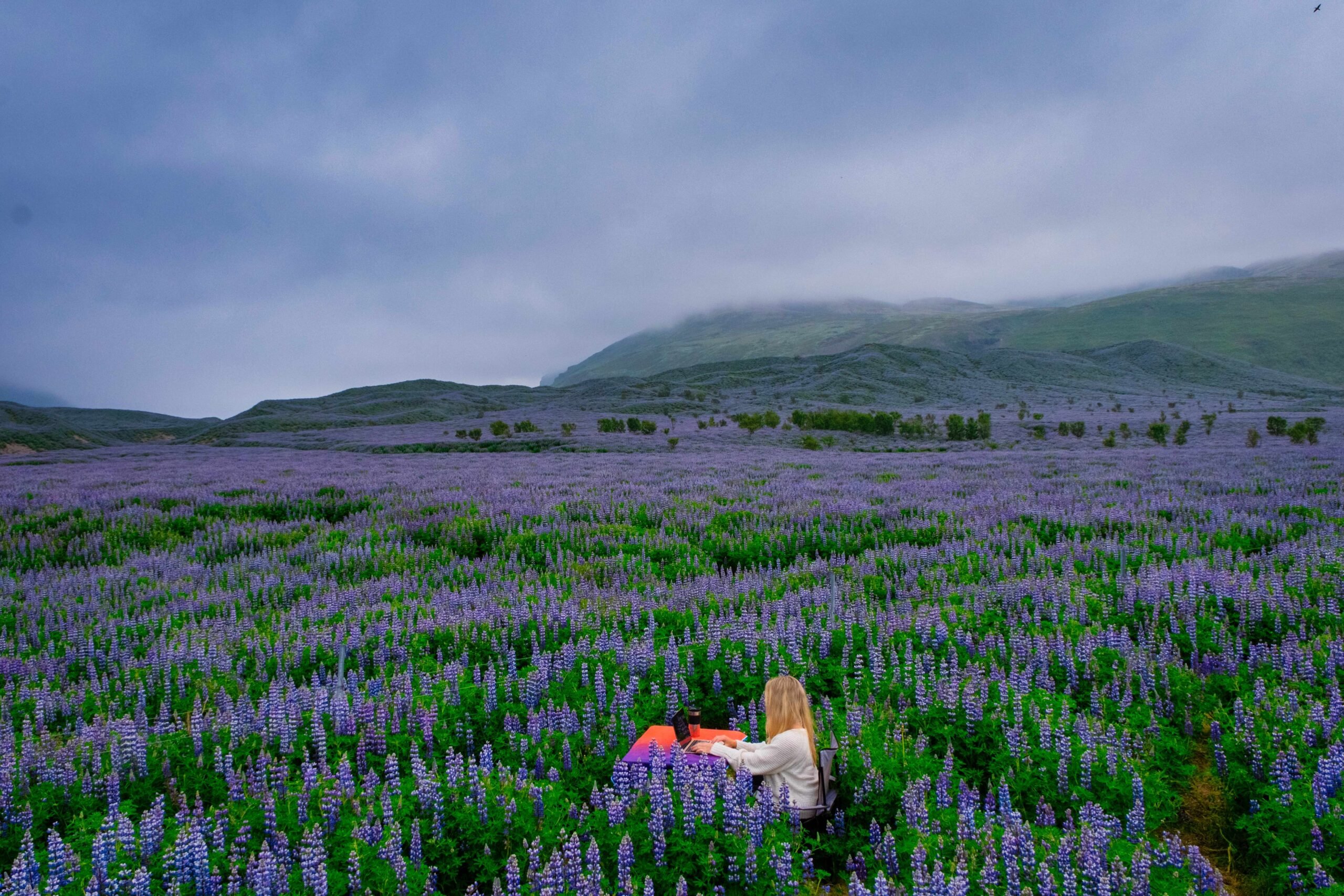 Natasha "Works Remotely" From A Desk In A Massive Field Of Lupines In Iceland