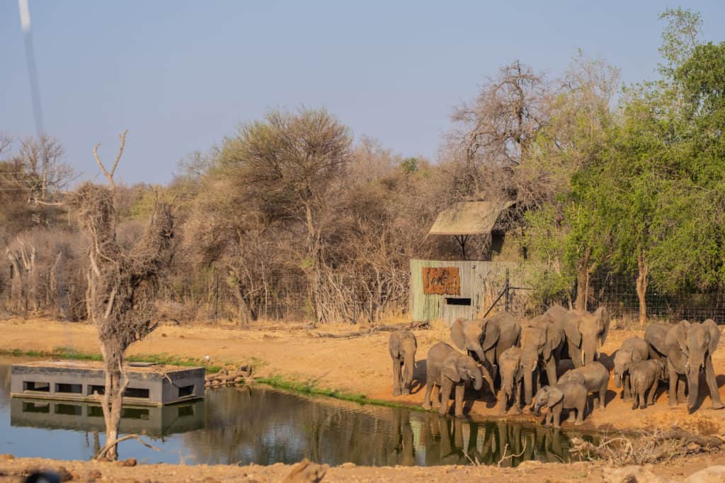 Watering Hole Ground Blind at Jaci's Tree Lodge