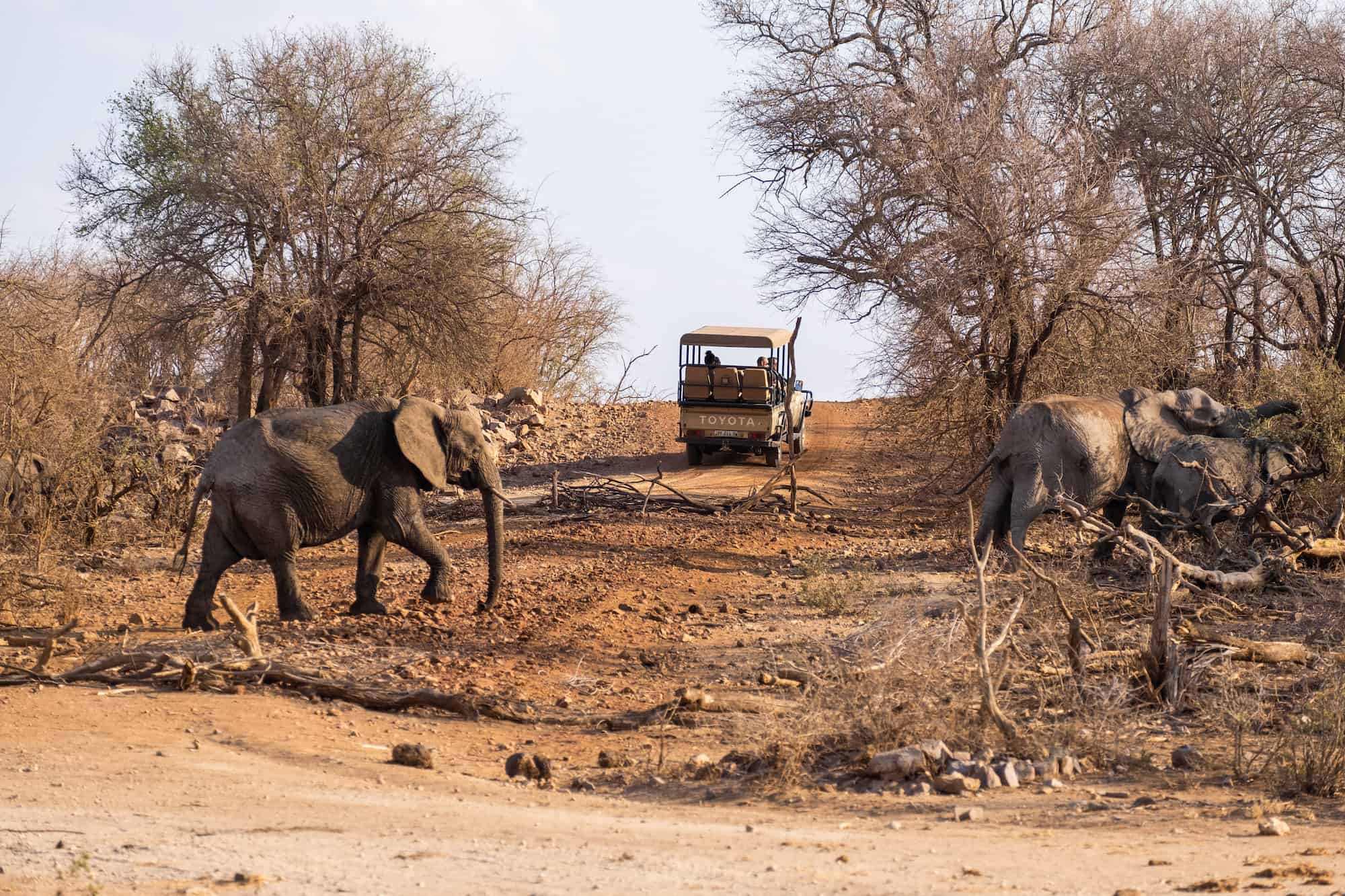 Elephants on Madikwe
