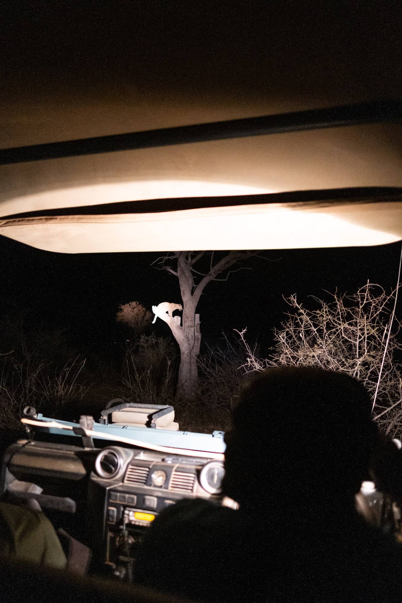safari