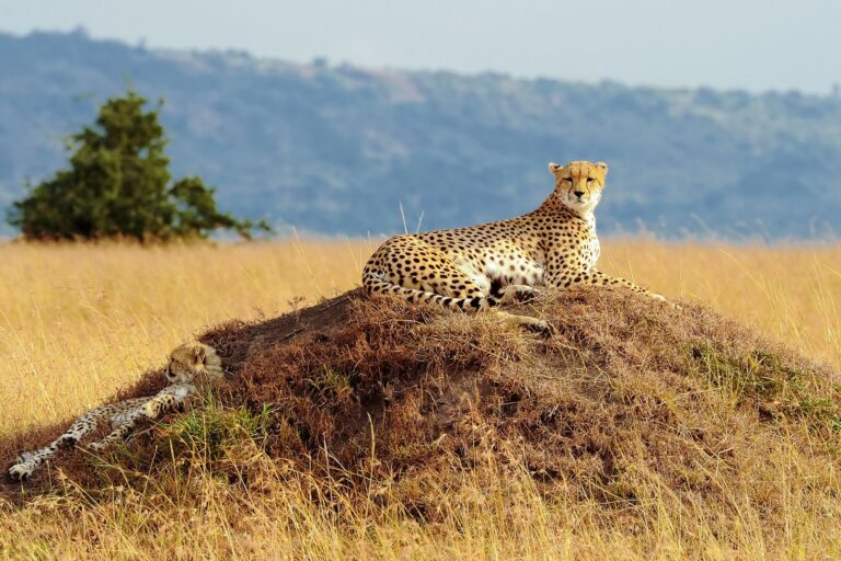 Masai Mara National Reserve.
