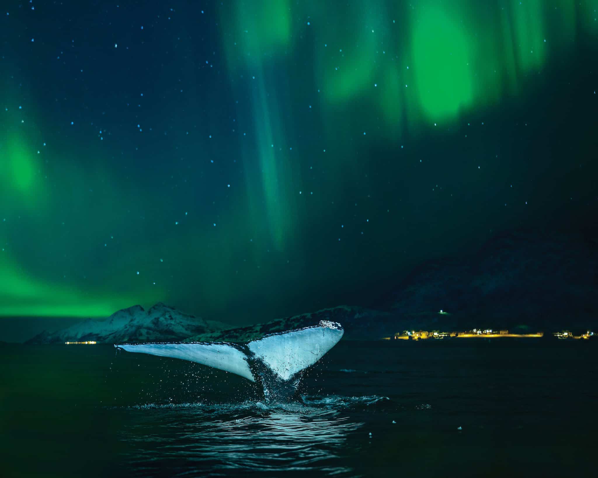 Northern Lights Cruise - Whale