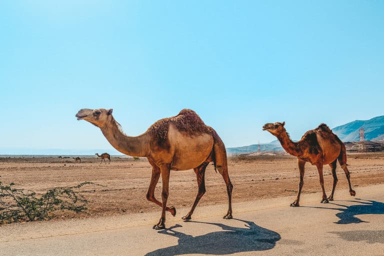 35 FUN & Interesting Facts About Oman