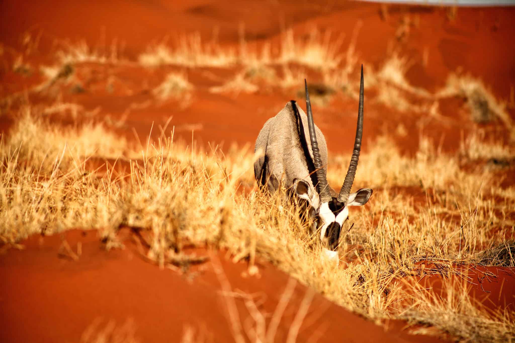 Oryx Kalahari Red Sand