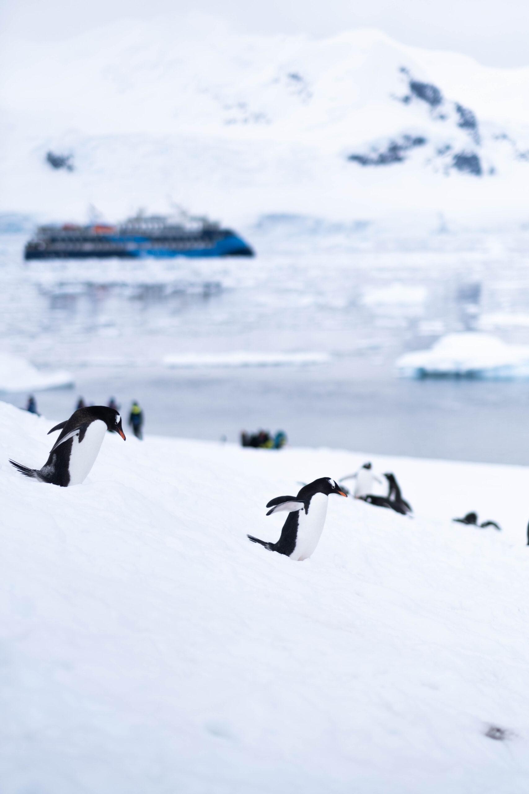 Antarctica itinerary