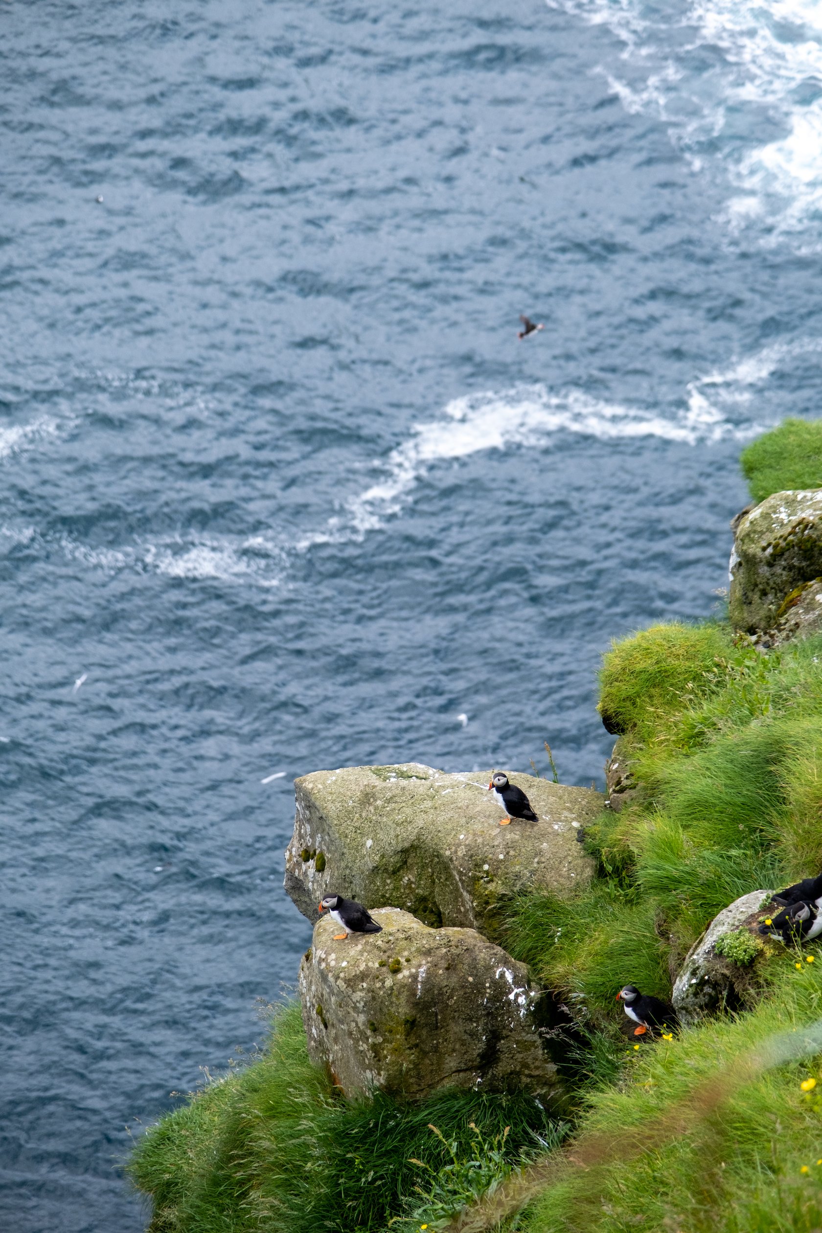 puffin spotting in the faroe islands